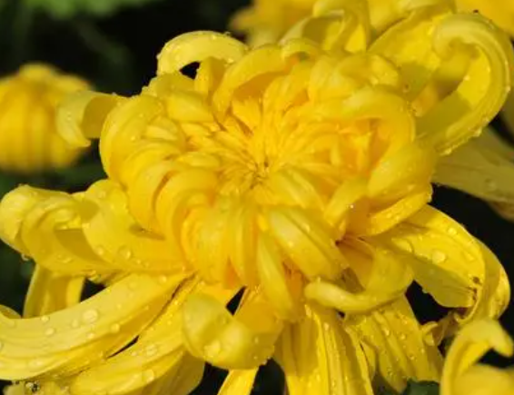 菊花怎么养才长得好