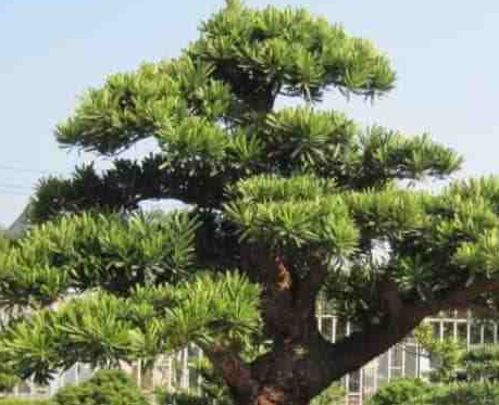 罗汉松几天浇一次水