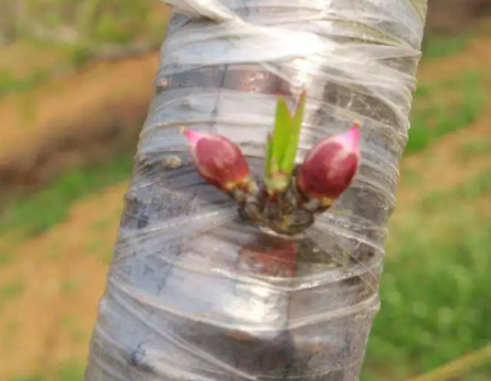 海棠芽接最佳时间和技术方法是什么
