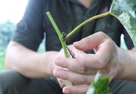 葡萄芽接最佳时间和技术方法