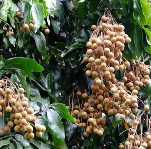 龙眼芽接最佳时间和技术方法