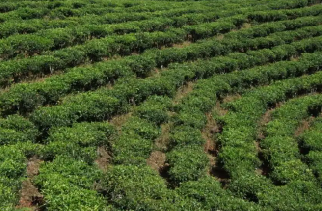 种植茶叶赚钱吗 种植成本利润及前景分析