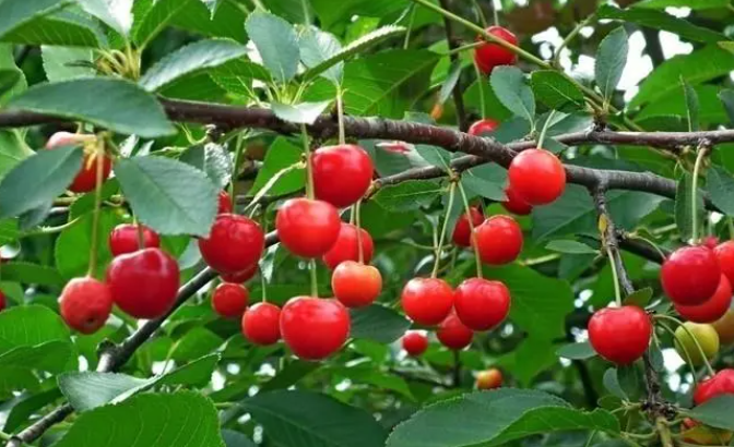 樱桃树芽接最佳时间和技术方法