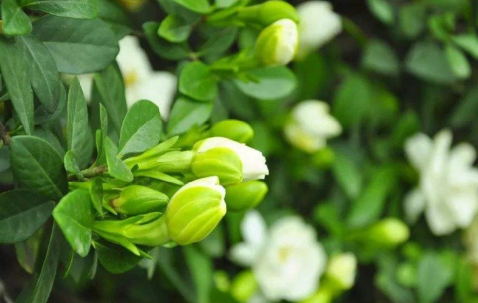 栀子花几天浇一次水 春夏秋冬各不同
