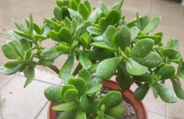 玉树几天浇一次水 春夏秋冬各不同