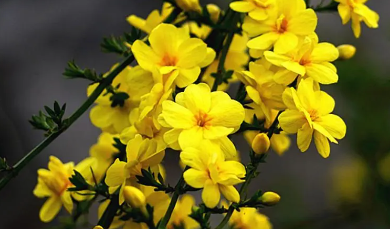 迎春花下山桩怎么养护