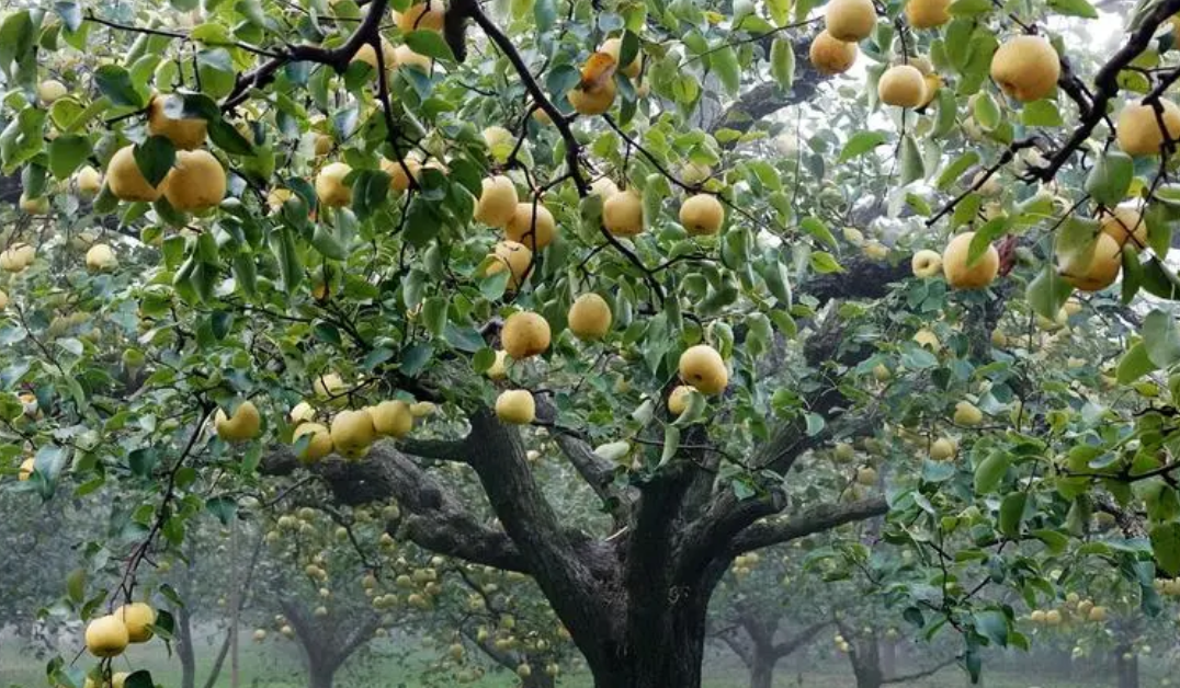 梨树芽接最佳时间和技术方法