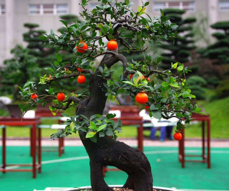 金弹子芽接最佳时间和技术方法