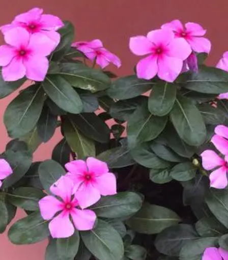 长春花几天浇一次水 春夏秋冬各不同