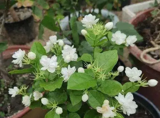 茉莉花几天浇一次水 春夏秋冬各不同