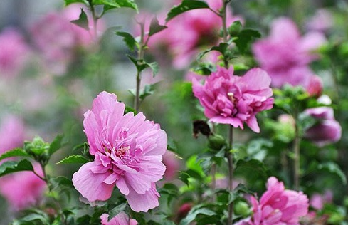 木槿花几天浇一次水 春夏秋冬各不同