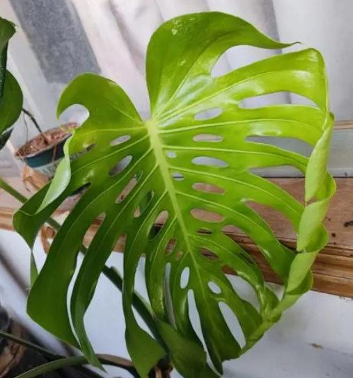龟背竹几天浇一次水 春夏秋冬各不同