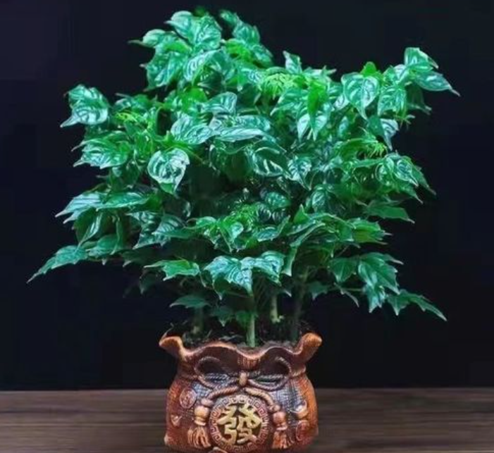 绿宝几天浇一次水 春夏秋冬各不同