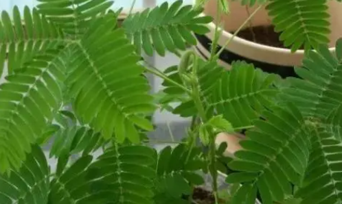 含羞草几天浇一次水 春夏秋冬各不同