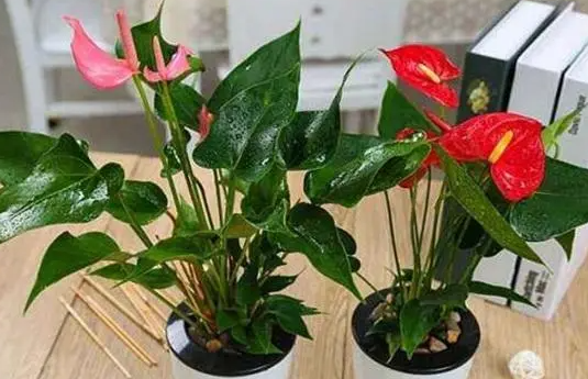 红掌几天浇一次水 春夏秋冬各不同
