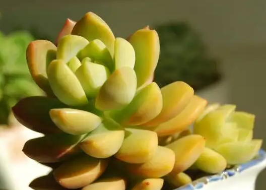 多肉几天浇一次水 春夏秋冬各不同