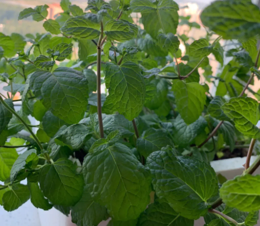 薄荷几天浇一次水 春夏秋冬各不同