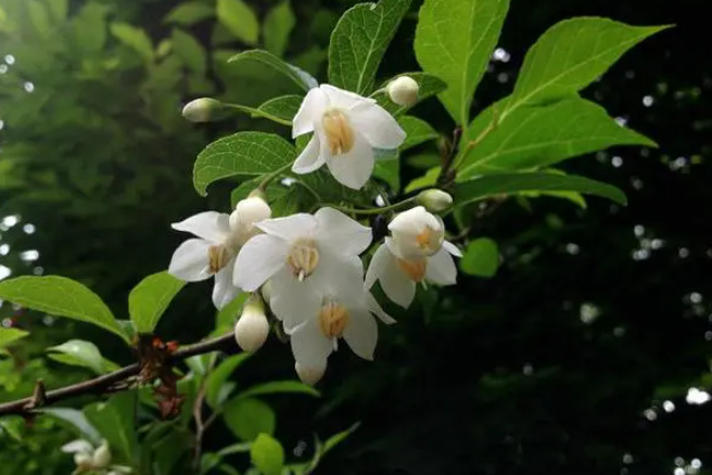 野茉莉下山桩怎么养活