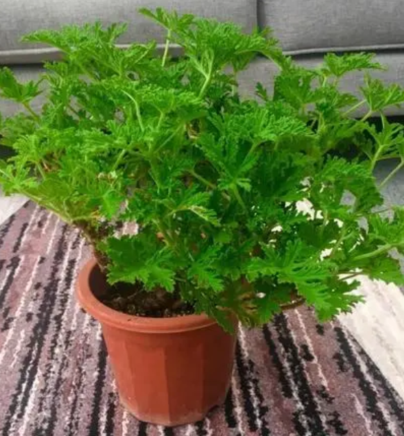 驱蚊草什么时候播种最好
