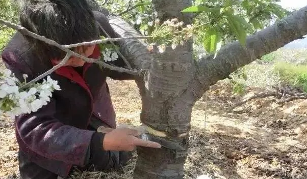 梨树环剥最佳时间和技术方法