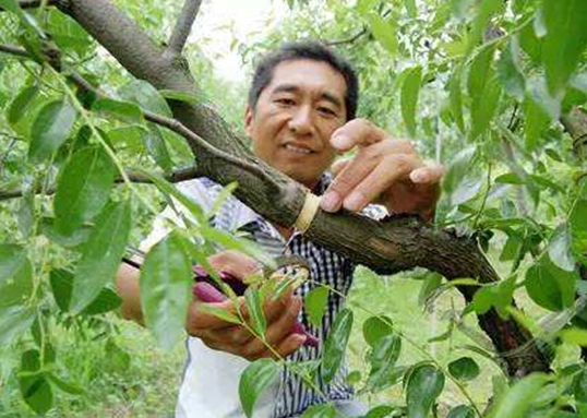 冬枣环剥最佳时间和技术方法