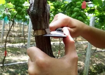 葡萄环剥最佳时间和技术方法