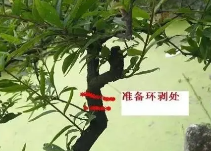 石榴环剥最佳时间和技术方法