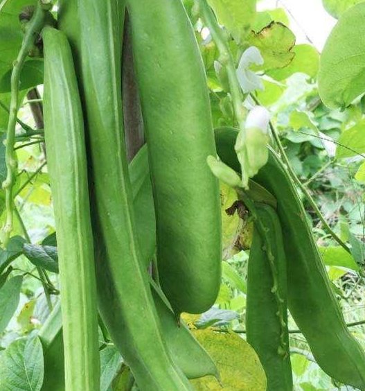 大刀豆什么时候播种最好