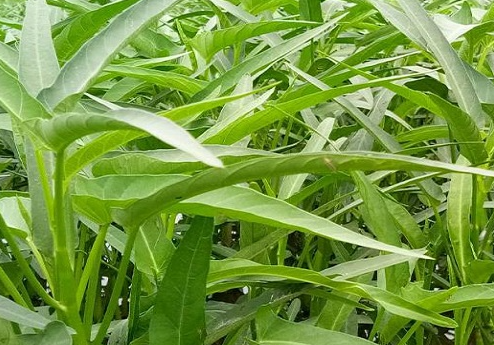 空心菜种子怎么种植 种植时间与方法全过程
