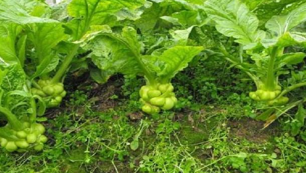 榨菜什么时候播种最好