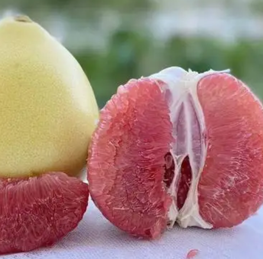 蜜柚环剥最佳时间和技术方法