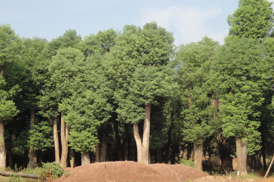 香樟种植间距是多少