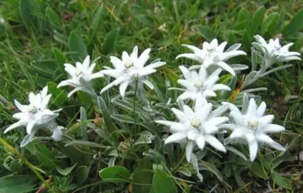 雪绒花生长在哪里
