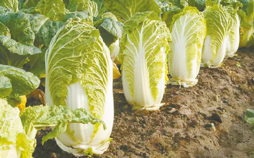 种白菜用什么肥料最好