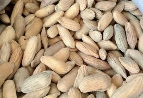 芒果的种子可以种吗 什么时候种