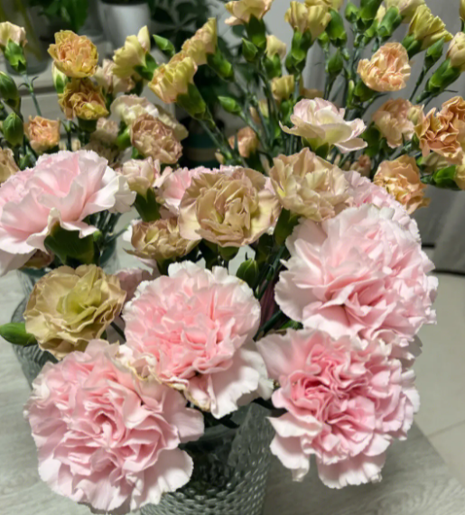 康乃馨花期怎么养护管理