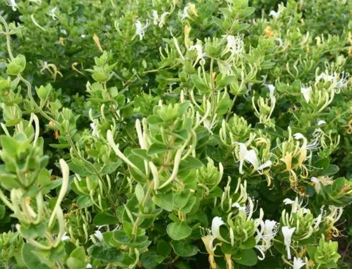 金银花生长在哪里