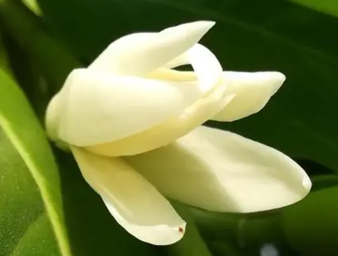 白兰花可以扦插吗