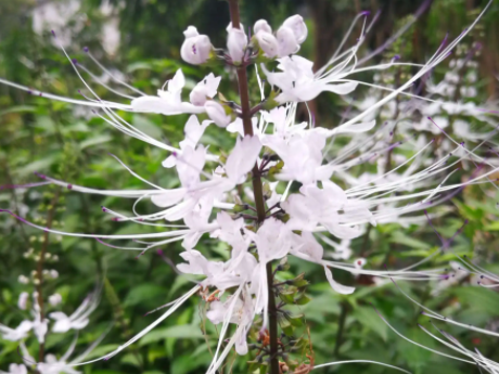 猫须草生长在哪里