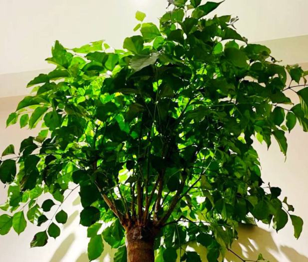幸福树用什么盆好