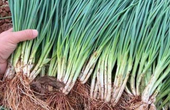 小葱种子怎么种植 种植时间与方法全过程