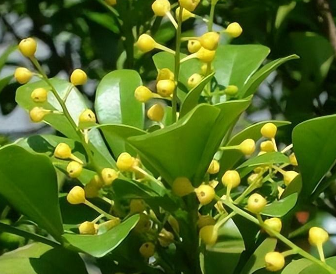 米兰花期怎么养护管理