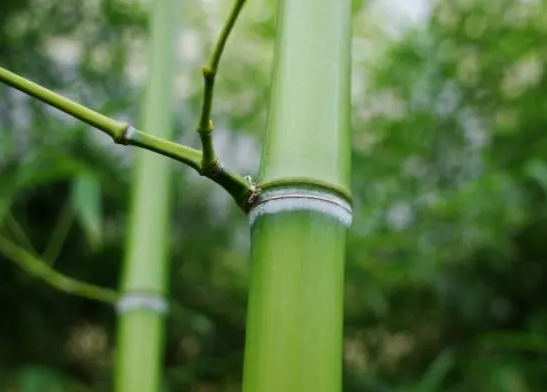 竹子可以扦插吗