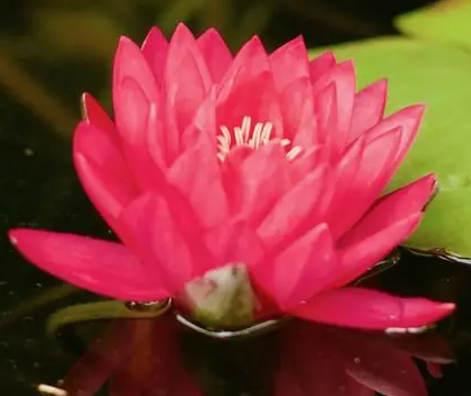 睡莲生长在哪里