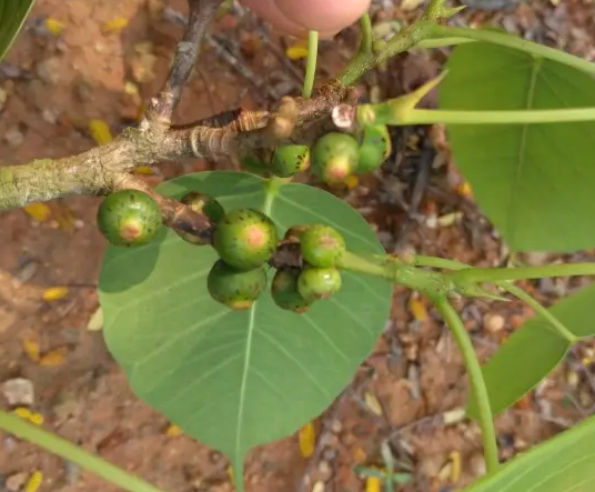 金刚菩提生长在哪里