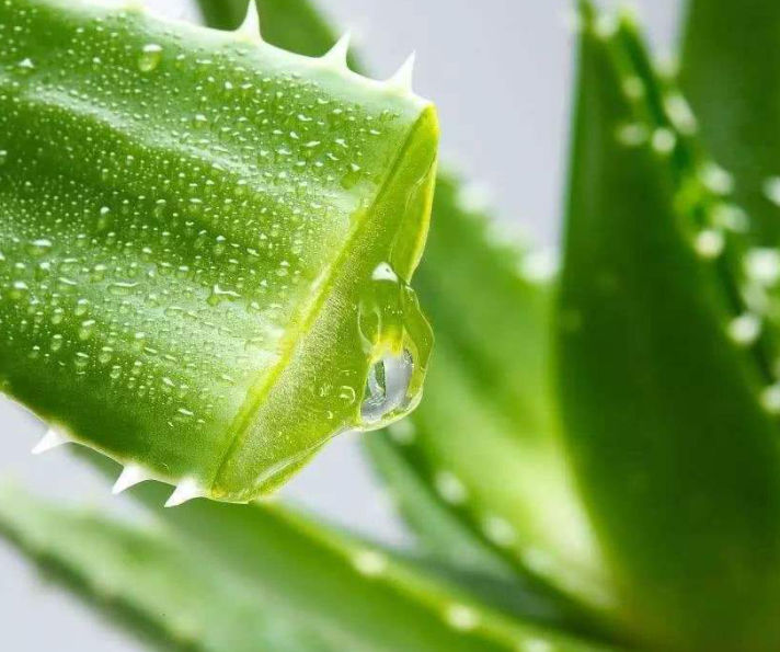 芦荟生长在哪里