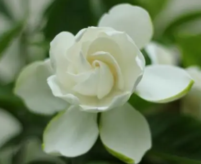 栀子花花期怎么养护管理