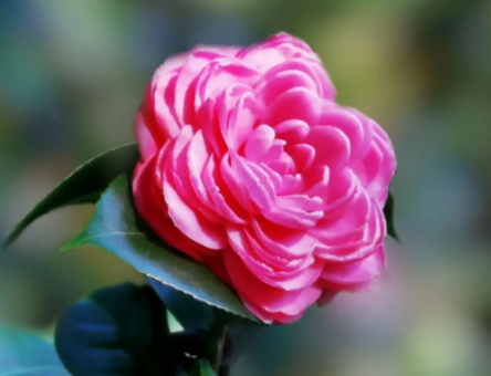 茶花花期怎么养护管理