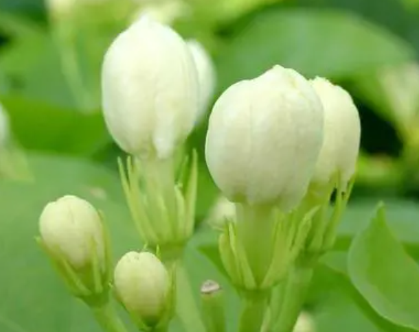 茉莉浇什么肥料合适