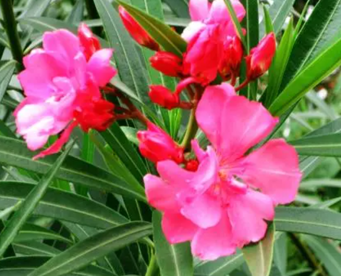 花草浇什么肥料合适